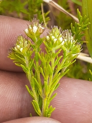 Selago fruticosa