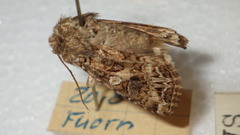 Anarta odontites