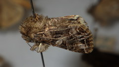 Anarta odontites