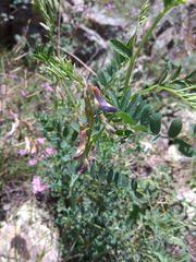 Vicia multicaulis