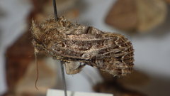 Anarta odontites