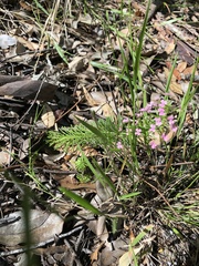 Stylidium adnatum