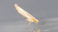 Argyresthia longalbella