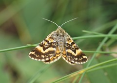 Dasyuris partheniata