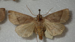 Mesogona oxalina