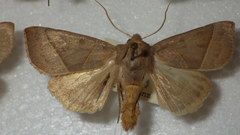 Mesogona oxalina