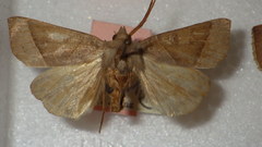 Mesogona oxalina