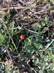 Coccinella septempunctata
