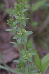 Cruciata glabra krylovii