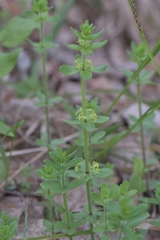 Cruciata glabra krylovii
