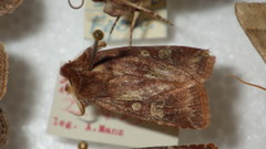 Cerastis leucographa