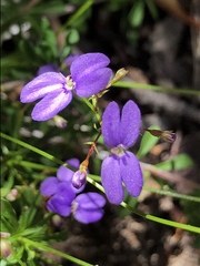 Stylidium pritzelianum