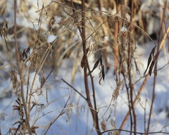 Lathyrus palustris pilosus