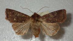 Cerastis leucographa