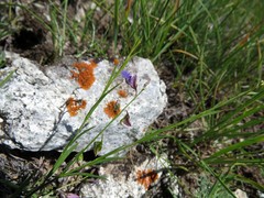 Polygala tenuifolia