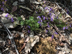 Stylidium pritzelianum