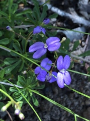 Stylidium pritzelianum