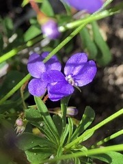 Stylidium pritzelianum