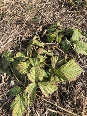 Rubus