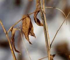 Lathyrus palustris pilosus