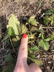 Rubus