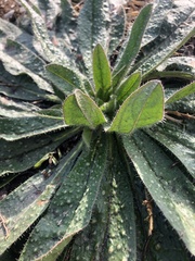 Echium