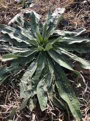 Echium