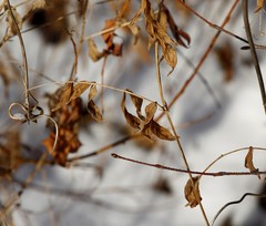Lathyrus palustris pilosus