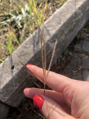 Cynodon dactylon