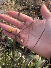 Tragopogon