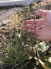 Tragopogon