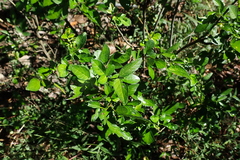 Ohwia caudata