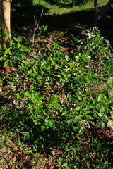 Ohwia caudata