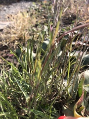 Tragopogon