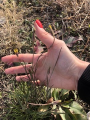 Tragopogon