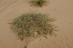 Tribulus arabicus