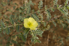 Tribulus arabicus