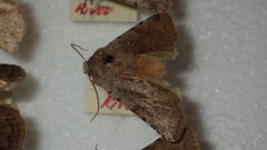 Cerastis rubricosa