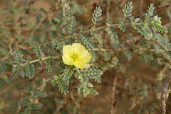 Tribulus arabicus