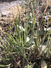 Tragopogon