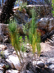 Anginon difforme