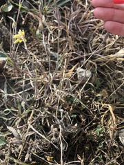Tragopogon
