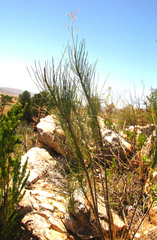 Anginon difforme