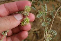 Tribulus arabicus