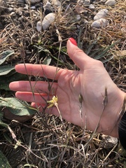 Tragopogon