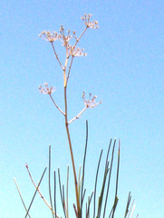 Anginon difforme
