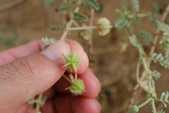 Tribulus arabicus