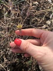 Tragopogon
