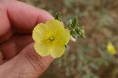 Tribulus arabicus