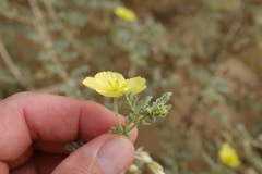 Tribulus arabicus